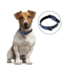 BUFFER® Yumuşak Dokulu Deri Köpek Gezdirme Boyun Tasması (Large)